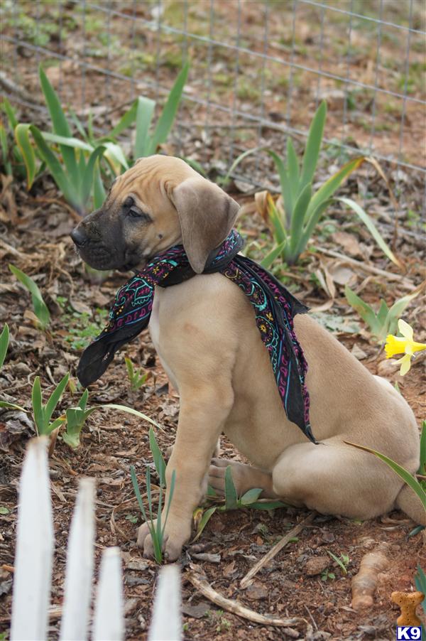 Puppies in SC